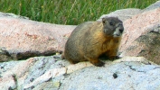 PICTURES/Mount Evans and The Highest Paved Road in N.A - Denver CO/t_Marmet6.JPG